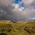 A landscape featuring an olive grove and vineyard under a cloudy sky with rolling hills in the background. - Olive Oil Times