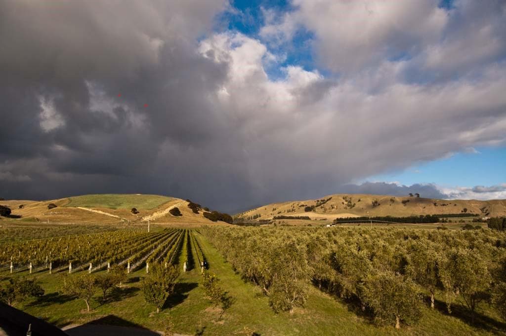 A landscape featuring an olive grove and vineyard under a cloudy sky with rolling hills in the background. - Olive Oil Times