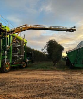 Olive harvesting machine with a long arm positioned near a collection bin in an olive grove. - Olive Oil Times