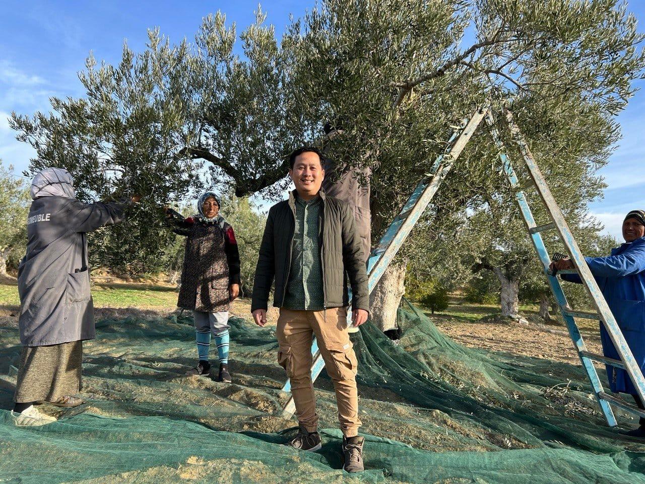 Three individuals engaged in olive harvesting under an olive tree with a ladder and netting. - Olive Oil Times