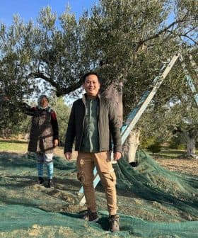 Three individuals engaged in olive harvesting under an olive tree with a ladder and netting. - Olive Oil Times