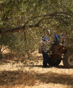 A person operating machinery among olive trees in a field during harvest season. - Olive Oil Times