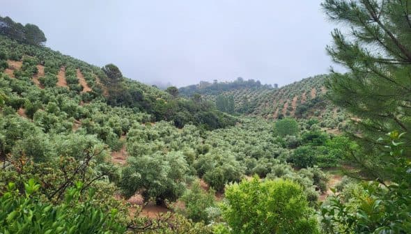 Lush olive grove with rows of olive trees on rolling hills under a cloudy sky. - Olive Oil Times