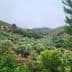 Lush olive grove with rows of olive trees on rolling hills under a cloudy sky. - Olive Oil Times