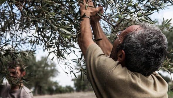 A man reaching up to harvest olives from a tree in an olive grove. - Olive Oil Times