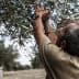 A man reaching up to harvest olives from a tree in an olive grove. - Olive Oil Times