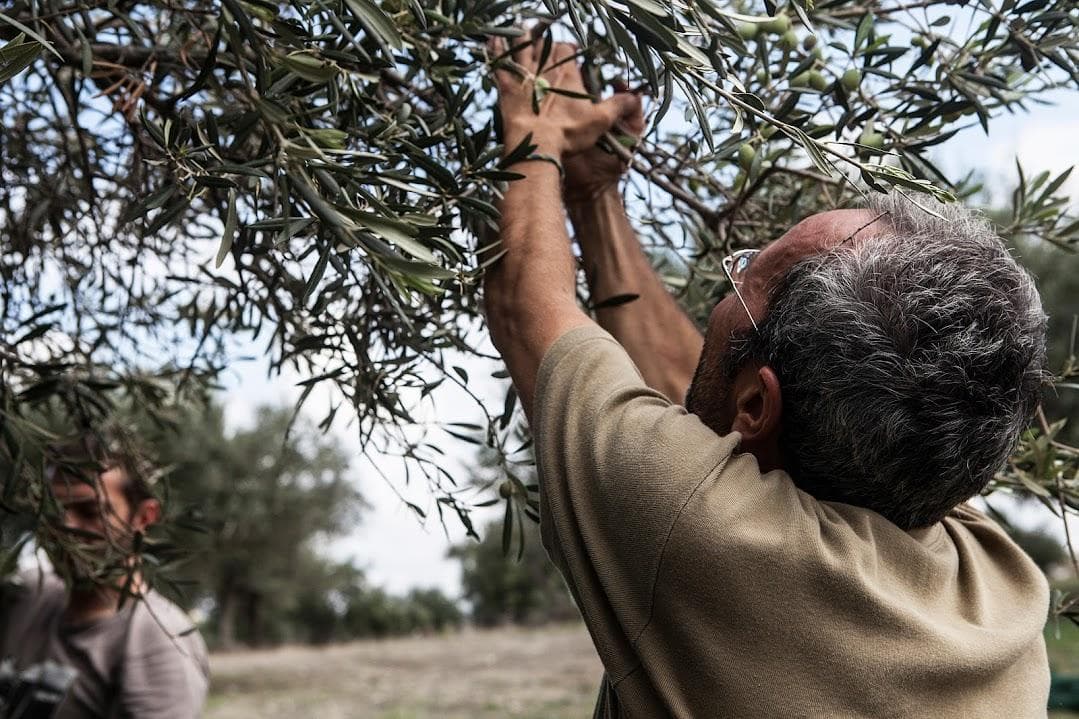 A man reaching up to harvest olives from a tree in an olive grove. - Olive Oil Times