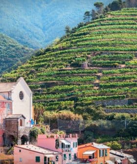Terraced vineyards on a hillside near a small village in Cinque Terre, Italy. - Olive Oil Times
