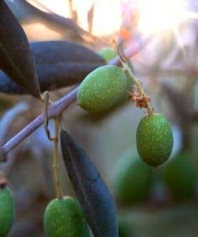Close-up of green olive fruits growing on a branch with leaves in natural light. - Olive Oil Times