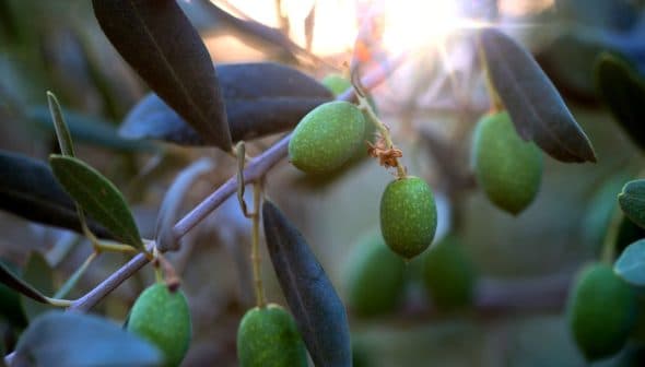 Close-up of green olive fruits growing on a branch with leaves in natural light. - Olive Oil Times