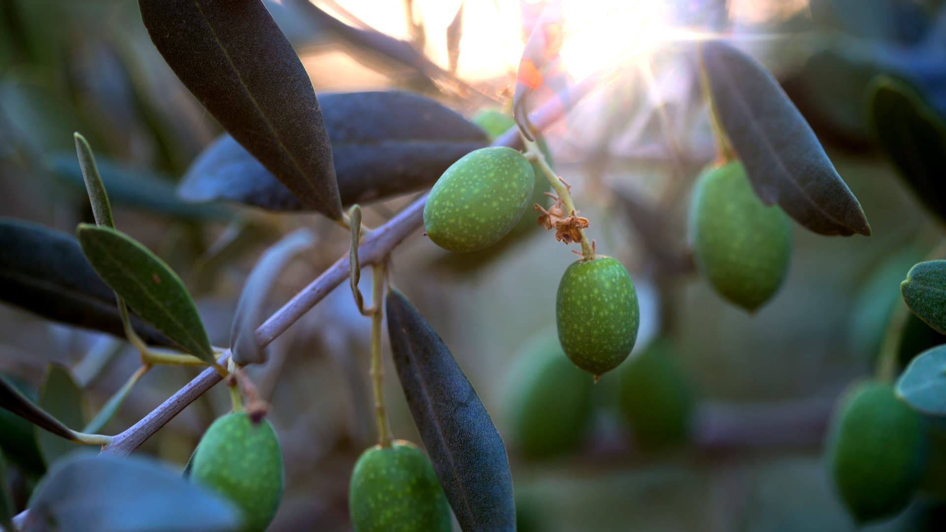 Close-up of green olive fruits growing on a branch with leaves in natural light. - Olive Oil Times