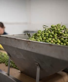 A large container filled with freshly harvested green olives in a processing facility. - Olive Oil Times