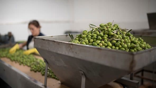 A large container filled with freshly harvested green olives in a processing facility. - Olive Oil Times