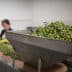 A large container filled with freshly harvested green olives in a processing facility. - Olive Oil Times