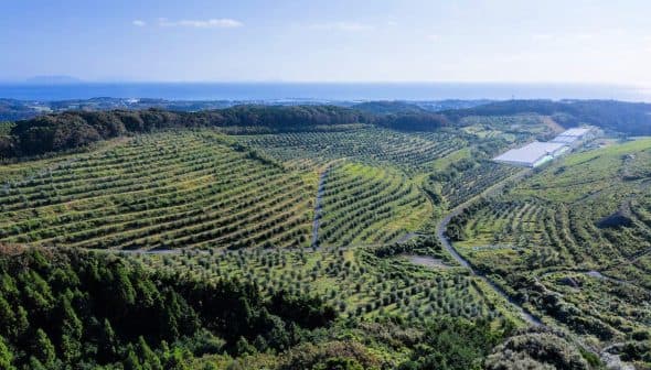 Aerial view of a large olive grove with neatly arranged trees and a distant coastline. - Olive Oil Times