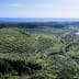 Aerial view of a large olive grove with neatly arranged trees and a distant coastline. - Olive Oil Times