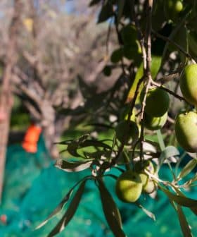 Olives on a branch with a person harvesting olives in the background. - Olive Oil Times