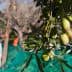 Olives on a branch with a person harvesting olives in the background. - Olive Oil Times