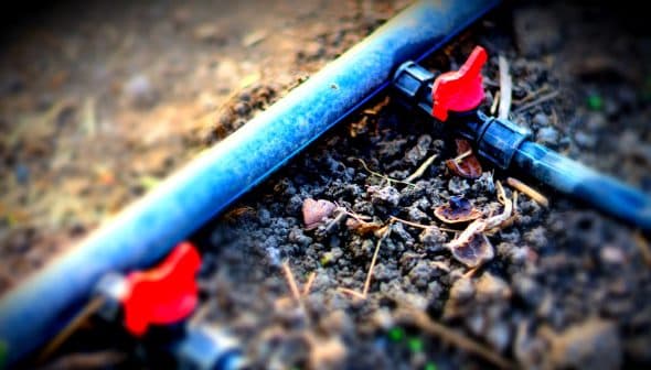 Close-up of a black irrigation pipe with red valves on the ground. - Olive Oil Times