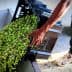 Person pouring freshly harvested green olives from a crate into a container. - Olive Oil Times
