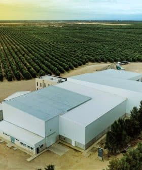 Aerial view of an olive oil processing facility next to a large olive grove. - Olive Oil Times