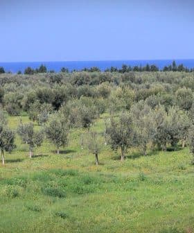 A landscape featuring an olive grove with numerous olive trees and a distant view of the sea. - Olive Oil Times