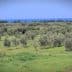 A landscape featuring an olive grove with numerous olive trees and a distant view of the sea. - Olive Oil Times