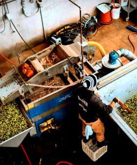 Worker processing olives in a facility with machinery and green olives in containers. - Olive Oil Times