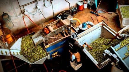 Worker processing olives in a facility with machinery and green olives in containers. - Olive Oil Times