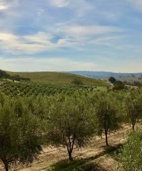 View of a green olive orchard with rows of trees under a blue sky. - Olive Oil Times