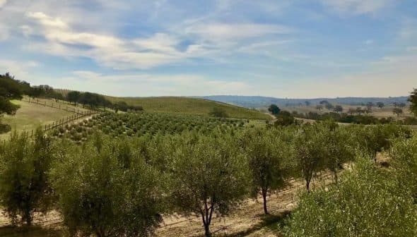 View of a green olive orchard with rows of trees under a blue sky. - Olive Oil Times