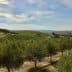 View of a green olive orchard with rows of trees under a blue sky. - Olive Oil Times