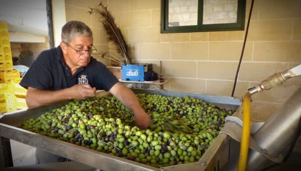 Man sorting through a large container of green and black olives at an olive mill. - Olive Oil Times