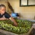 Man sorting through a large container of green and black olives at an olive mill. - Olive Oil Times