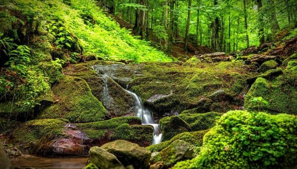 Small waterfall flowing over moss-covered rocks in a forested area. - Olive Oil Times