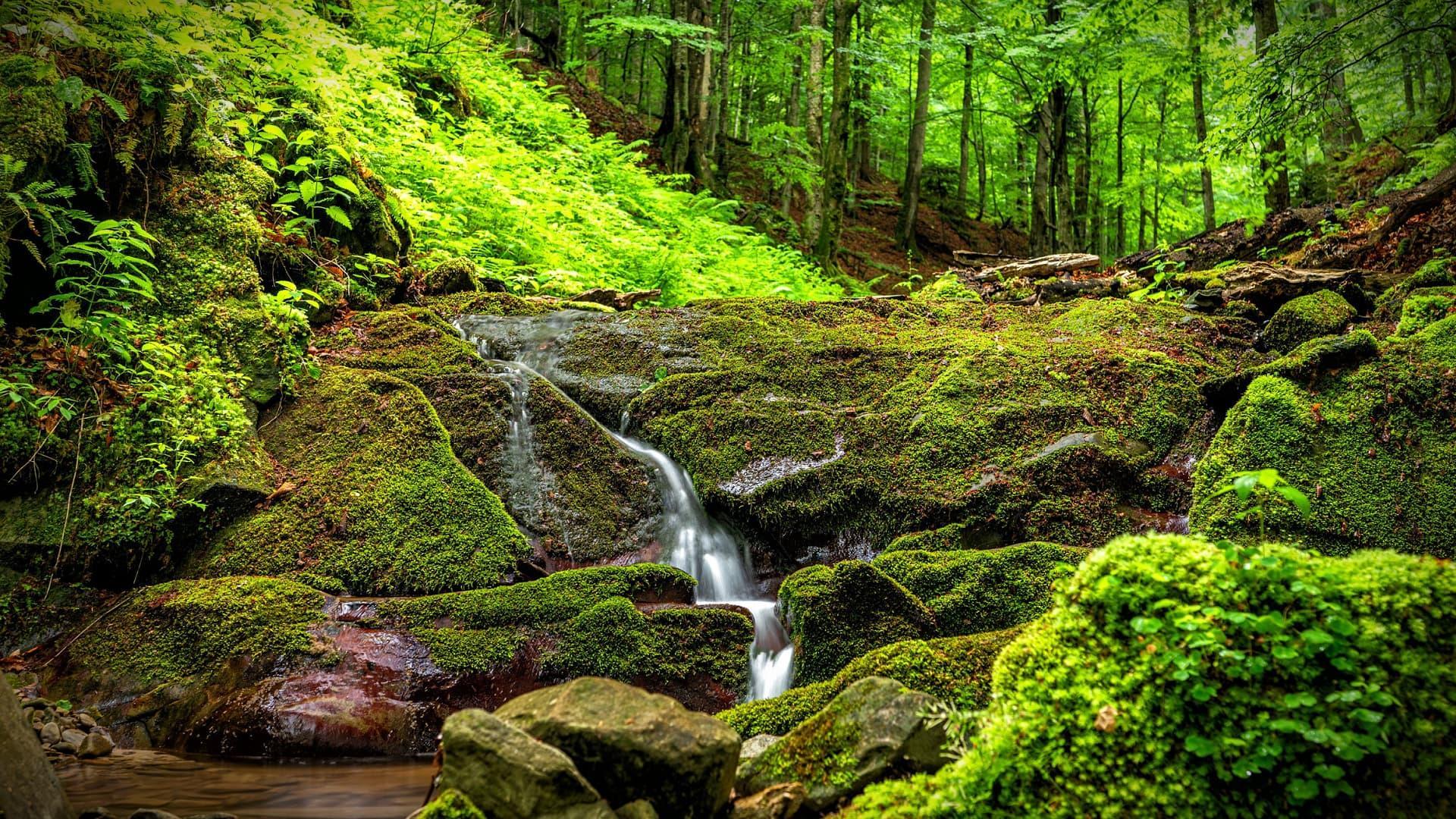 Small waterfall flowing over moss-covered rocks in a forested area. - Olive Oil Times