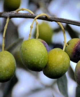 A branch with several olives in varying shades of green and purple hanging from it. - Olive Oil Times
