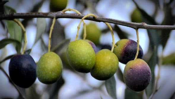 A branch with several olives in varying shades of green and purple hanging from it. - Olive Oil Times