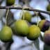 A branch with several olives in varying shades of green and purple hanging from it. - Olive Oil Times