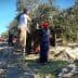 Workers harvesting olives from trees using ladders and nets in an olive grove. - Olive Oil Times
