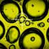 Close-up image of oil droplets on a yellow background with a focus circle overlay. - Olive Oil Times