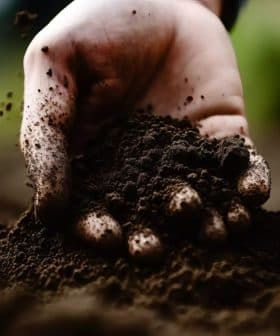 A close-up of a hand holding dark, rich soil with dirt particles visible. - Olive Oil Times