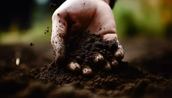 A close-up of a hand holding dark, rich soil with dirt particles visible. - Olive Oil Times