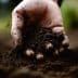 A close-up of a hand holding dark, rich soil with dirt particles visible. - Olive Oil Times