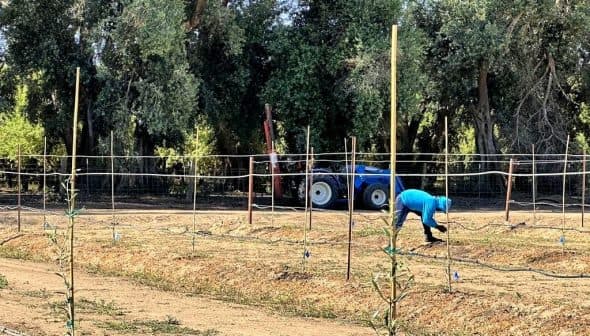 Individual in a blue hoodie tending to crops in a field with a tractor in the background. - Olive Oil Times