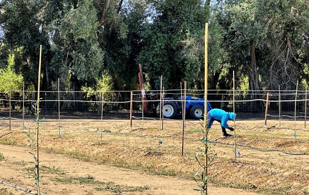 Individual in a blue hoodie tending to crops in a field with a tractor in the background. - Olive Oil Times
