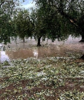 Olive trees in a grove surrounded by standing water and fallen leaves after rainfall. - Olive Oil Times