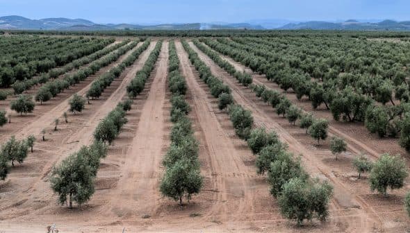 Aerial view of a neatly arranged olive tree plantation with rows of trees. - Olive Oil Times