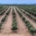 Aerial view of a neatly arranged olive tree plantation with rows of trees. - Olive Oil Times