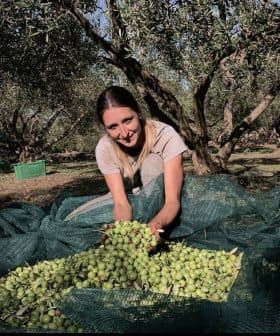 Woman holding freshly harvested olives while sitting on a green net in an olive grove. - Olive Oil Times